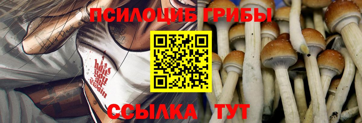 Псилоцибиновые грибы Psilocybine cubensis Асбест